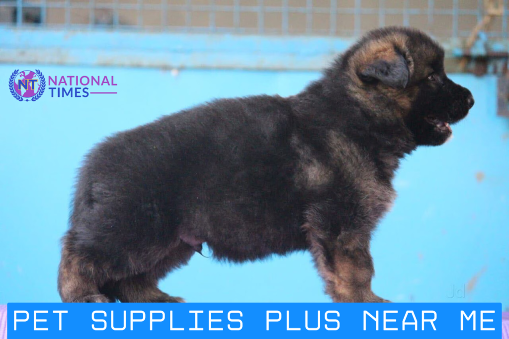 pet supplies plus near me